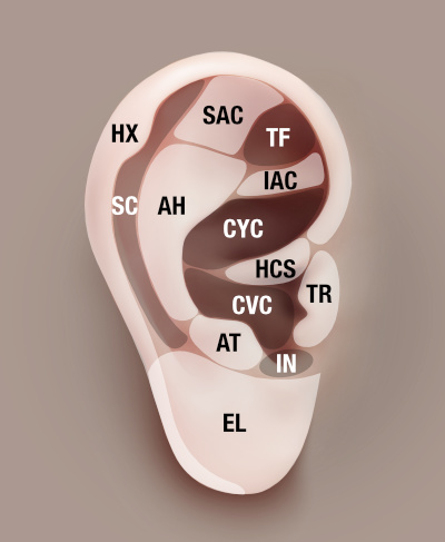 Ear Anatomy